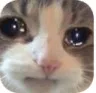 catcry Discord Emoji