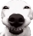 smidog