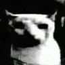 catDespair