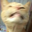 cat_cringeawkward Discord emoji