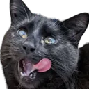 HexiYum