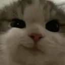 Cat Smirk CatSmirk Discord Emoji