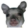 saddog