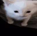 ExplodeCat