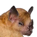 NecroSquint