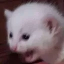 screamkitty
