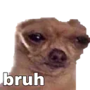 dogBruh Discord Emoji