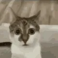 arkhuh
