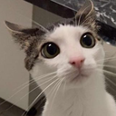 CatPweaseBeg_ParadoxPaws Discord emoji