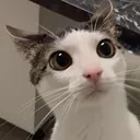 PweaseBegCat_ParadoxPaws