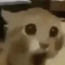 WOA