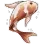 koi1