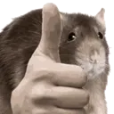 ratthumb