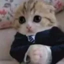 businesscat