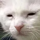 CatTired
