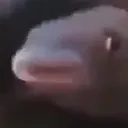 notpogfish