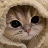 comfycat comfycat