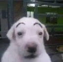 shockdog