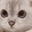 kit_no