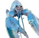 882ndbluelobster