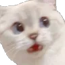 catScared