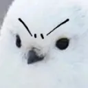 angrybirbmad2