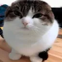 fatcat fatcat