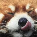 redpanda_tasty