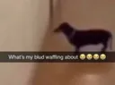 waffling waffling