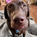 ReX_dog