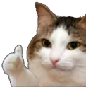 okcat
