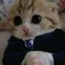 cat_gatito_fino_iglu_h