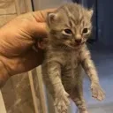 HoldtheKitten