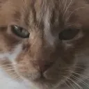 Cinnamon Cinnamon