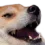 Doggolaugh doggolaugh Discord Emoji