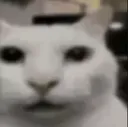 catstare catstare