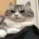 Yawns