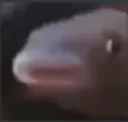 bruhfish