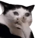 3586 Cattocryomg Discord Emoji