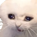 6746_52_CryCat Discord Emoji