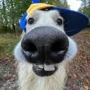dogNerd