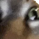 INSANECAT INSANECAT
