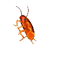 e5_Roach Discord Emoji