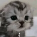 Sad_cat Discord Emoji