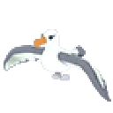 albatross