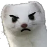 angryferret