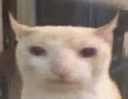 zLegacy_BruhCat Discord emoji