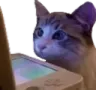 boredcat