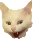 Cat Wtf Cat_WTF Discord Emoji