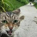 soycat